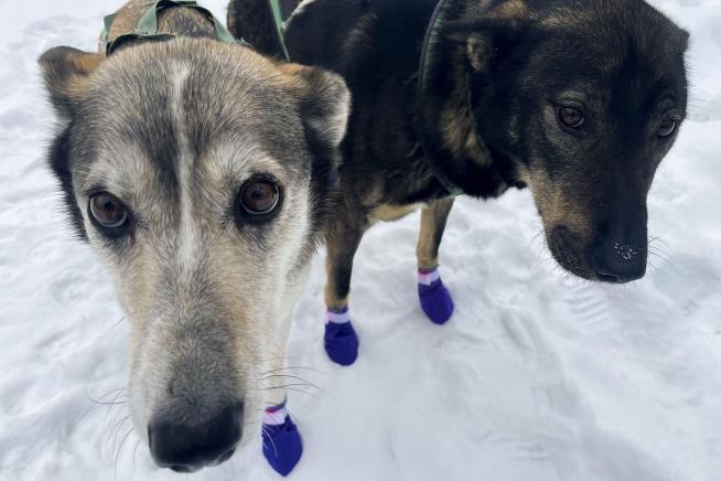 Sled Dogs Are Literally Glowing in This Year's Iditarod