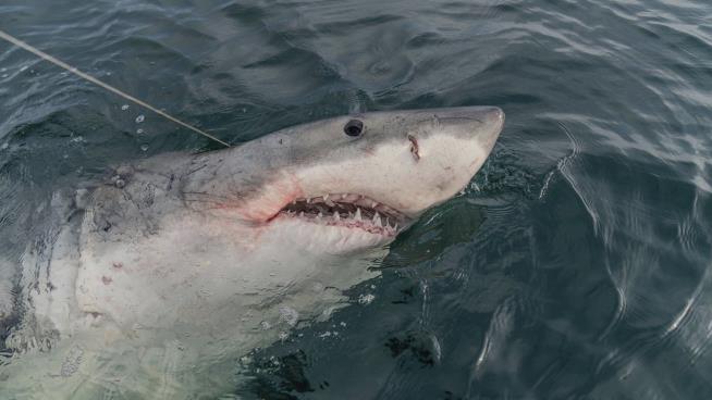 Great White's Tracker Shows They Swim in Surprising Places