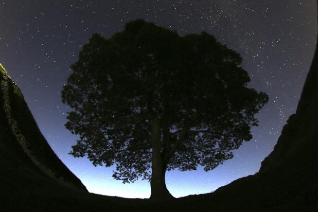From Felled Sycamore Gap Tree Comes 9 Genetic Copies