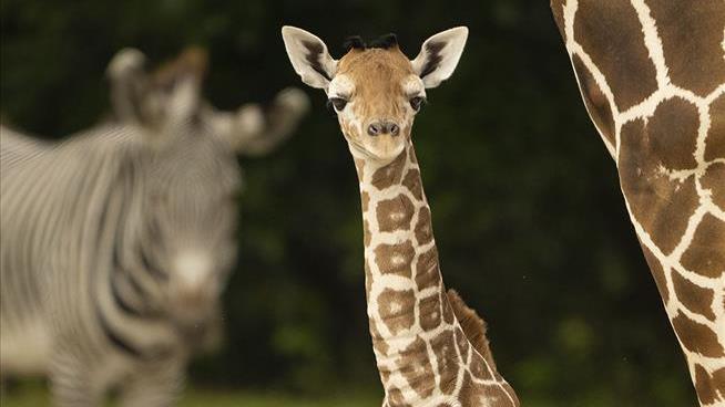 Baby Giraffe Found Dead With Broken Neck at Zoo Miami