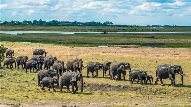 Botswana Takes Offense at Germany's Elephant Suggestion