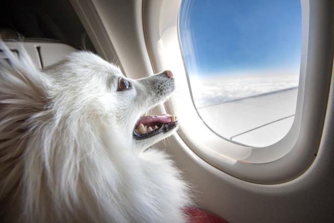 New Airline Lets Dogs Rule the Plane, for $6K a Ticket