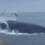 'Unreal': Whale Capsizes Boat Off New Hampshire Coast