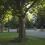 Living Near Trees May Improve Your Heart Health