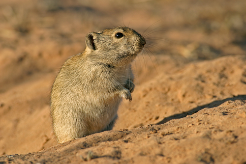 Man's New Best Friend: Rats Ferret Out Land Mines, TB