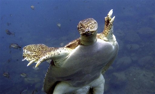 Asian Appetites Threaten Florida Turtles