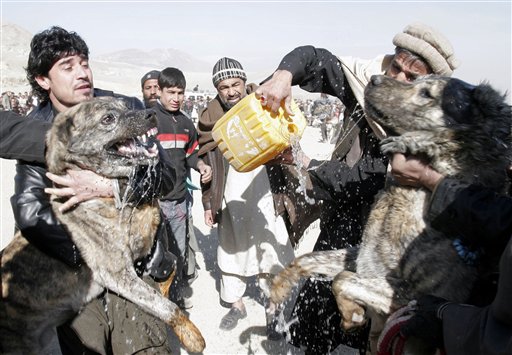 Afghan Dogfighting Resurges
