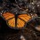 Monarch Butterflies' Sprint to Extinction Is Now a Slow Roll