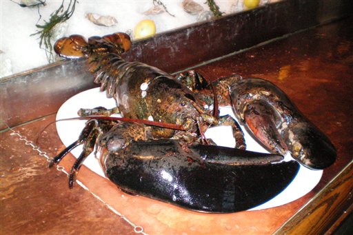 140-Year-Old Lobster Liberated