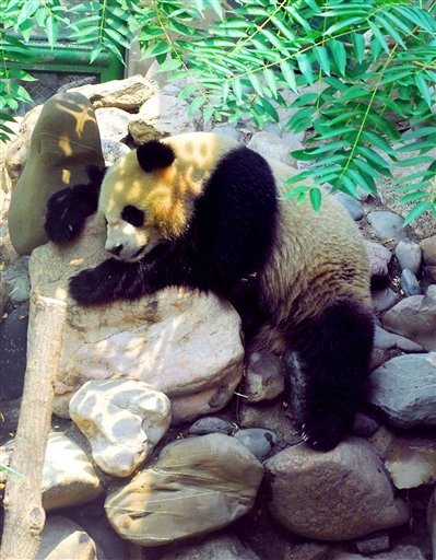 Panda Attacks Zookeeper