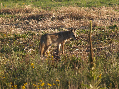 Circle of Life Closes In on Backyard Coyotes
