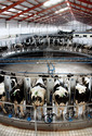 China to World: Got Milk?