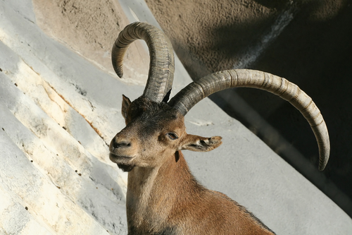 Cloning Brings Extinct Ibex Back to Life