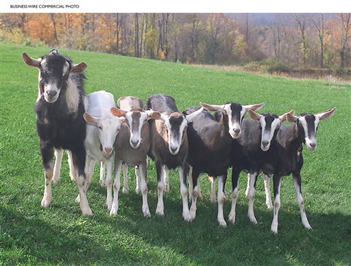 FDA Approves Drug Made From Gene-Tweaked Goats