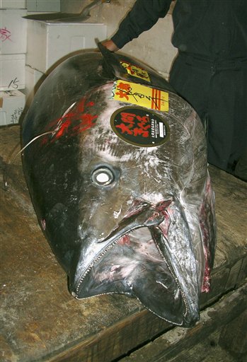 Japan Cooks Up New Technique to Save Bluefin