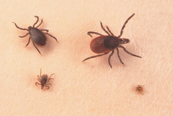 Feds Itchy Over Flea Repellent Side Effects