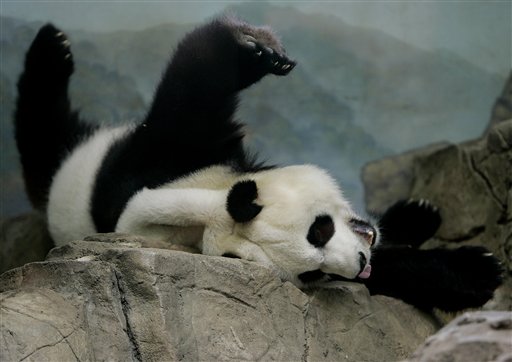 DC Zoo's Panda on Pregnancy Watch