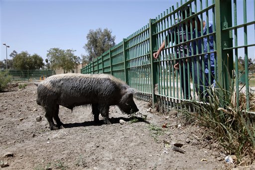 Afghanistan Quarantines Its Lone Pig