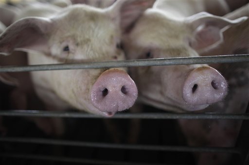 Experts: Don't Blame Pigs for Swine Flu