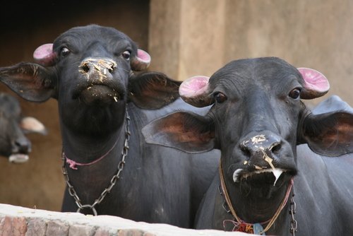 Indian Scientists Clone Buffalo