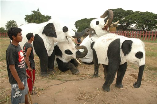 Thai Elephants Pose as Pandas