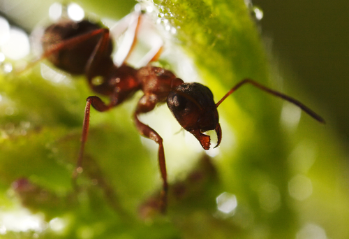 Giant Ant Colony Spreads Across World