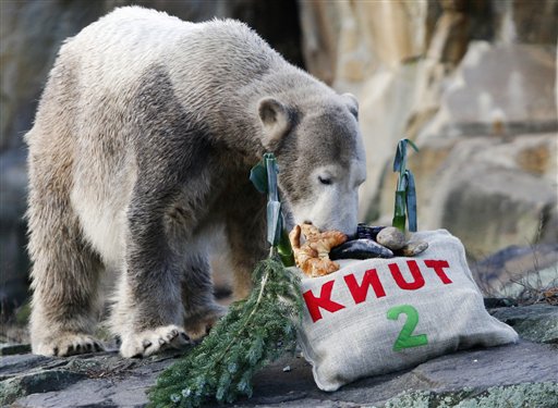 Knut Will Stay in Berlin