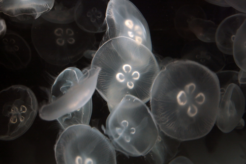 Jellyfish Journeys May Affect Climate