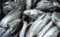 Overfishing Plagues Filet-O-Fish's Main Ingredient