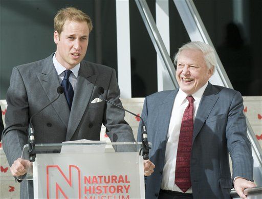 Prince William Not Just an 'Ornament'
