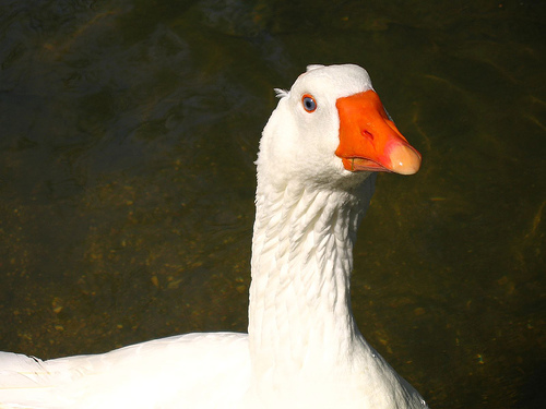 Wanted: Geese Who'll Gorge Themselves