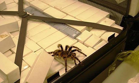 Airport Nabs Brit With 1,000 Spiders