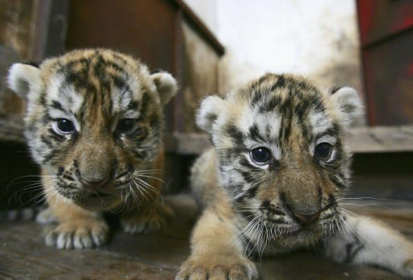 Siberian Tigers Vanishing