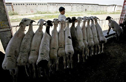 Kyrgyzstan Sheep Will Get Passports