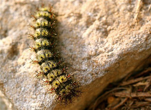 Amphibious Caterpillars Can Live Underwater for Weeks