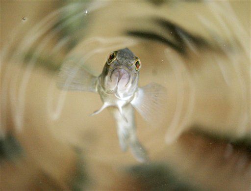 Pollution Turns Male Fish Into Mutant Mommies
