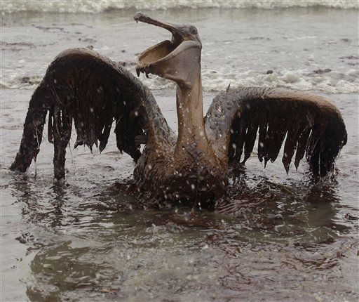Oil Tragically Drenches Birds