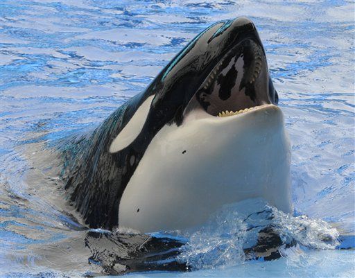 SeaWorld Orca Dies Giving Birth