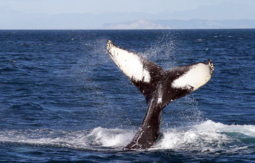 Aussies Blubbering About Decoding Whale Speak
