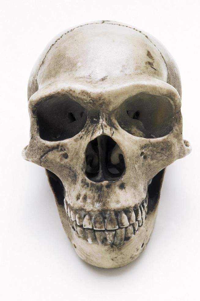 Female Hunters May Have Doomed Neanderthals