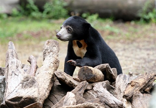 75% of Bear Species at Risk