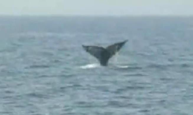 'Extinct' Whale Surfaces Again
