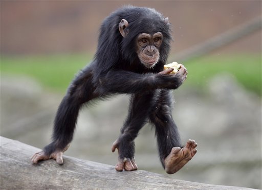 NIH Won't Breed Chimps for Research