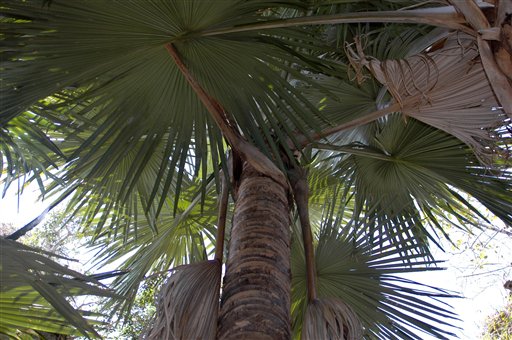 Kamikaze Palm Baffles Botanists