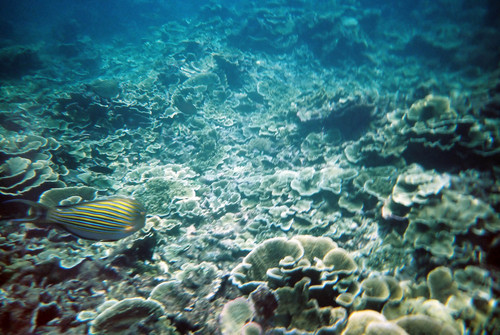 Sunscreen Hurts Coral Reefs