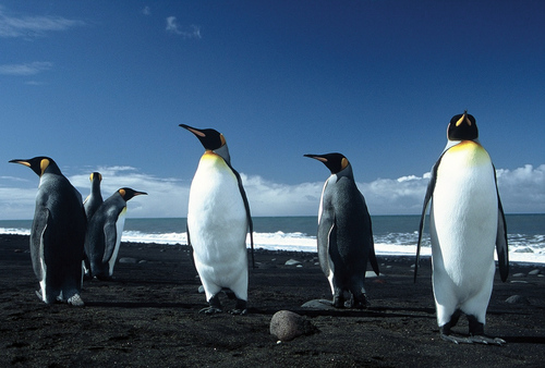 Warming Dooms King Penguins