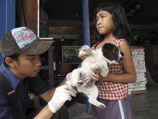 Rabid Bali Dogs Kill 78 at Tourist Hotspot