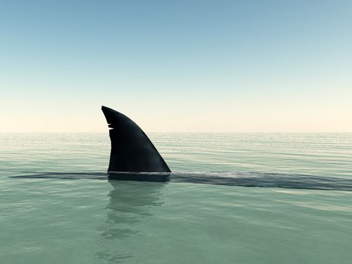 Massachusetts 'Shark' a Hoax