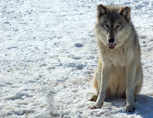 Protections End for Gray Wolf
