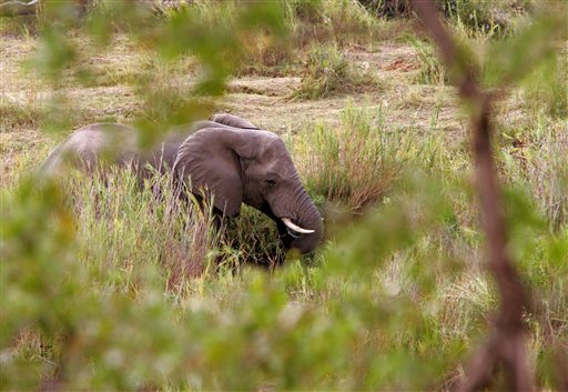 Africans OK Nine-Year Ivory Ban